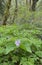 Western Trillium Trillium ovatum, Cowichan Valley, Vancouver Island, British Columbia