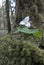 Western Trillium Trillium ovatum, Cowichan Valley, Vancouver Island, British Columbia