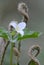 Western Trillium Trillium ovatum, Cowichan Valley, Vancouver Island, British Columbia