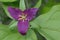 Western Trillium Trillium ovatum, Cowichan Valley, Vancouver Island, British Columbia