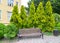 Western tui decorative planting, Golden Smaragd variety Thuja occidentalis L