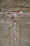 The western wall of the temple mountain inJerusalem