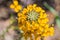 Western wallflower Erysimum capitatum blooming in spring, Pinnacles National Park, California