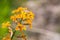 Western wallflower Erysimum capitatum blooming in spring, Pinnacles National Park, California