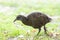 Western Weka, Gallirallus australis australis