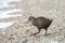 Western Weka, Gallirallus australis australis