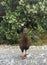 Western Weka, Gallirallus australis australis