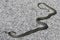 Western Whip Snake (Coluber viridiflavus)