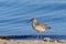 Western Willet on the Beach