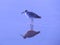 Western willet standing on a mirror beach