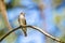 Western Wood-Pewee Perched in a Tree