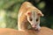 Western woolly opossum