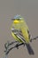 Western Yellow Wagtail