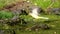 Western yellow wagtail flying over dry river