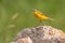 Western Yellow Wagtail - Motacilla flava
