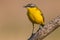 Western Yellow Wagtail - Motacilla flava