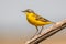 Western Yellow Wagtail - Motacilla flava