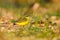 Western Yellow Wagtail - Motacilla flava
