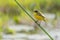 Western Yellow Wagtail - Motacilla flava