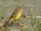 Western yellow wagtail (Motacilla flava)