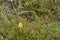 Western yellow wagtail Motacilla flava. Kamchatka, Russia.