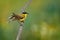 Western Yellow Wagtail Motacilla flava sitting on the twig with green, yellow and orange background. Small bird with yellow bell