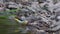 Western yellow wagtail near the water closeup