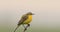 Western Yellow Wagtail, sitting on a branch and singing