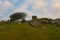 Westherblown tree at Cheesewring granite tor