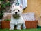 Westie attentively looking at camera in the garden