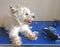 Westie dog being groomed with clippers