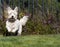 Westie Dog Running, West Highlander White Terrier