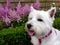 Westie Posing By Flowers