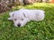Westie puppy: baby west highland white terrier dog on grass lawn
