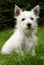 Westie puppy on grass