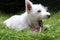 Westie puppy on grass yawning