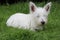 Westie puppy sleeping on grass