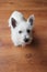 Westie puppy on wooden floor