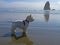 Westie Standing On A Oregon Beach