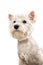 Westie terrier portrait