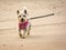 Westie Walking on the Beach