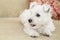 Westie, West Highland White Puppy