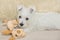 Westie, West Highland White Puppy