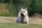 Westie. West Highland White terrier standing in the grass