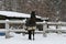 Westphalian horse in paddock in the snow in winter