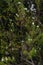 Westringia fruticosa Coast rosemary