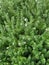 Westringia fruticosa, the coastal rosemary or coastal westringia