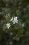 Westringia fruticosa inflorescence