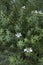 Westringia fruticosa shrub close up