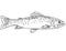 Westslope cutthroat trout or Oncorhynchus clarkii lewisi Freshwater Fish Cartoon Drawing